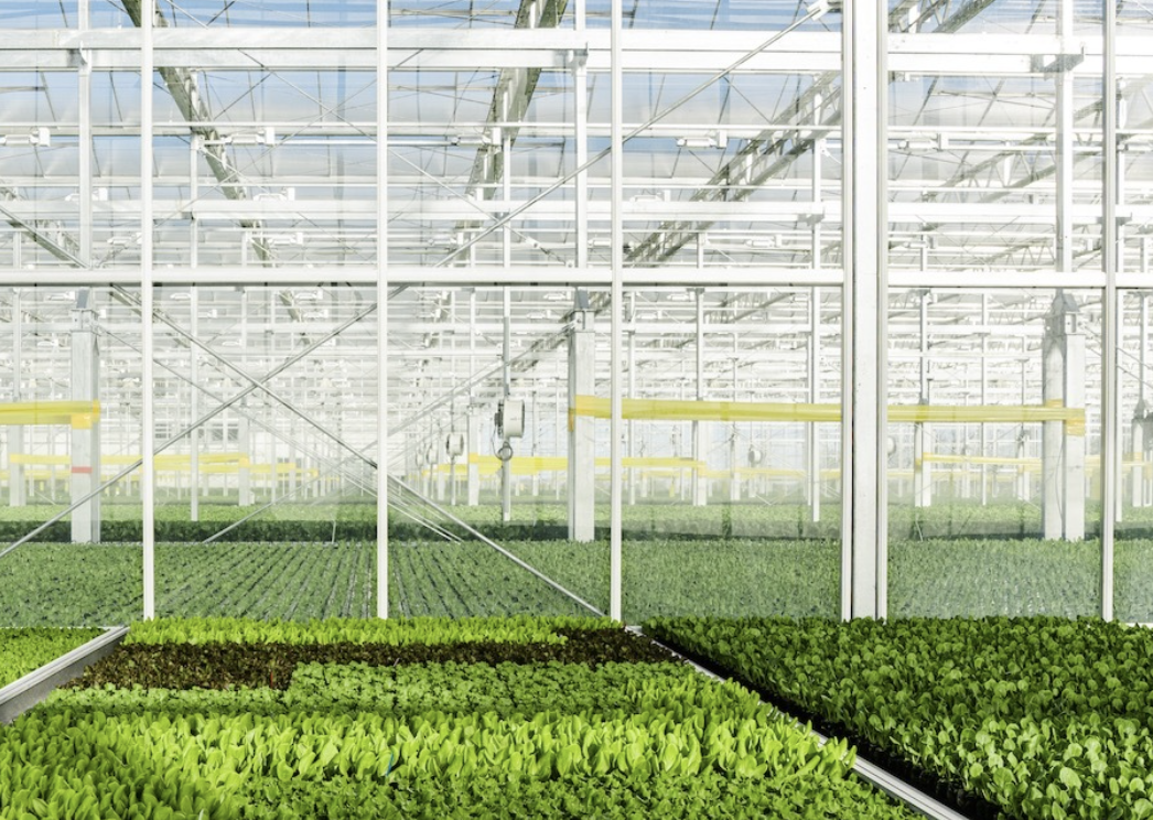 温室农场「Gotham Greens」E轮融资3.1亿美元